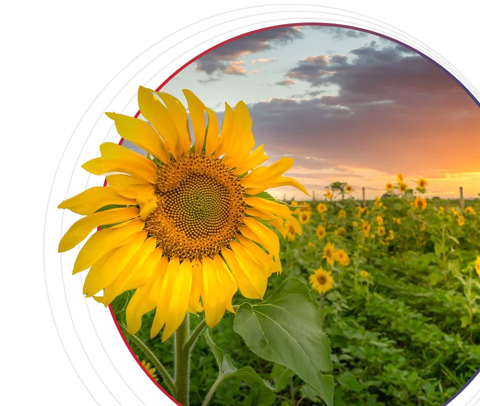 Agriculture & Allied Industries